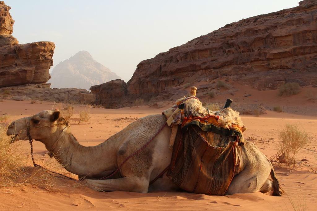 Moon City Camp Wadi Rum Exterior photo